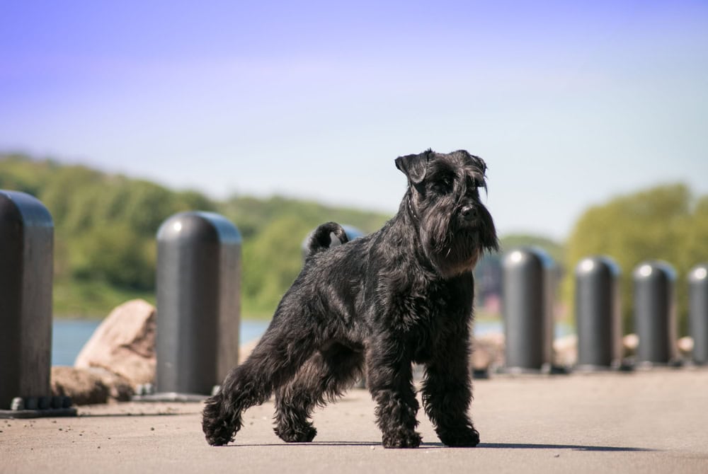 black standard schnauzer