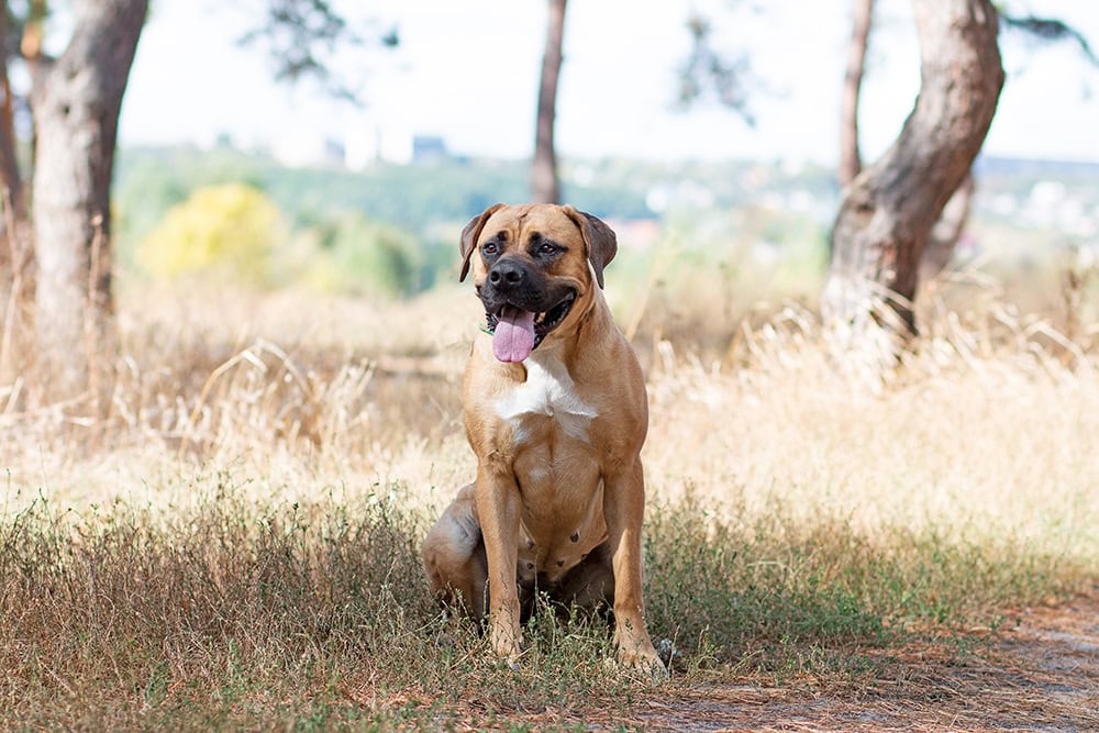 boerboel dog in the forest