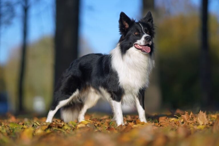 How Long Do Border Collies Live? Average Lifespan, Data & Care Guide ...