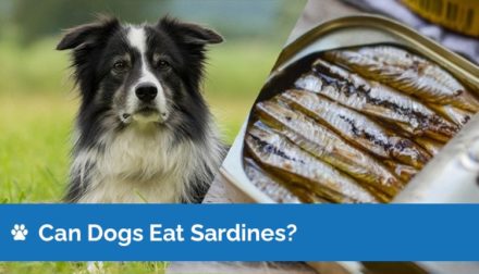 Can Dogs Eat Sardines? Vet-Verified Facts & FAQ Hepper Pet Resources