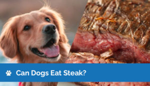 Can Dogs Eat Steak? Vet-Reviewed Facts & Safety Guide Hepper Pet