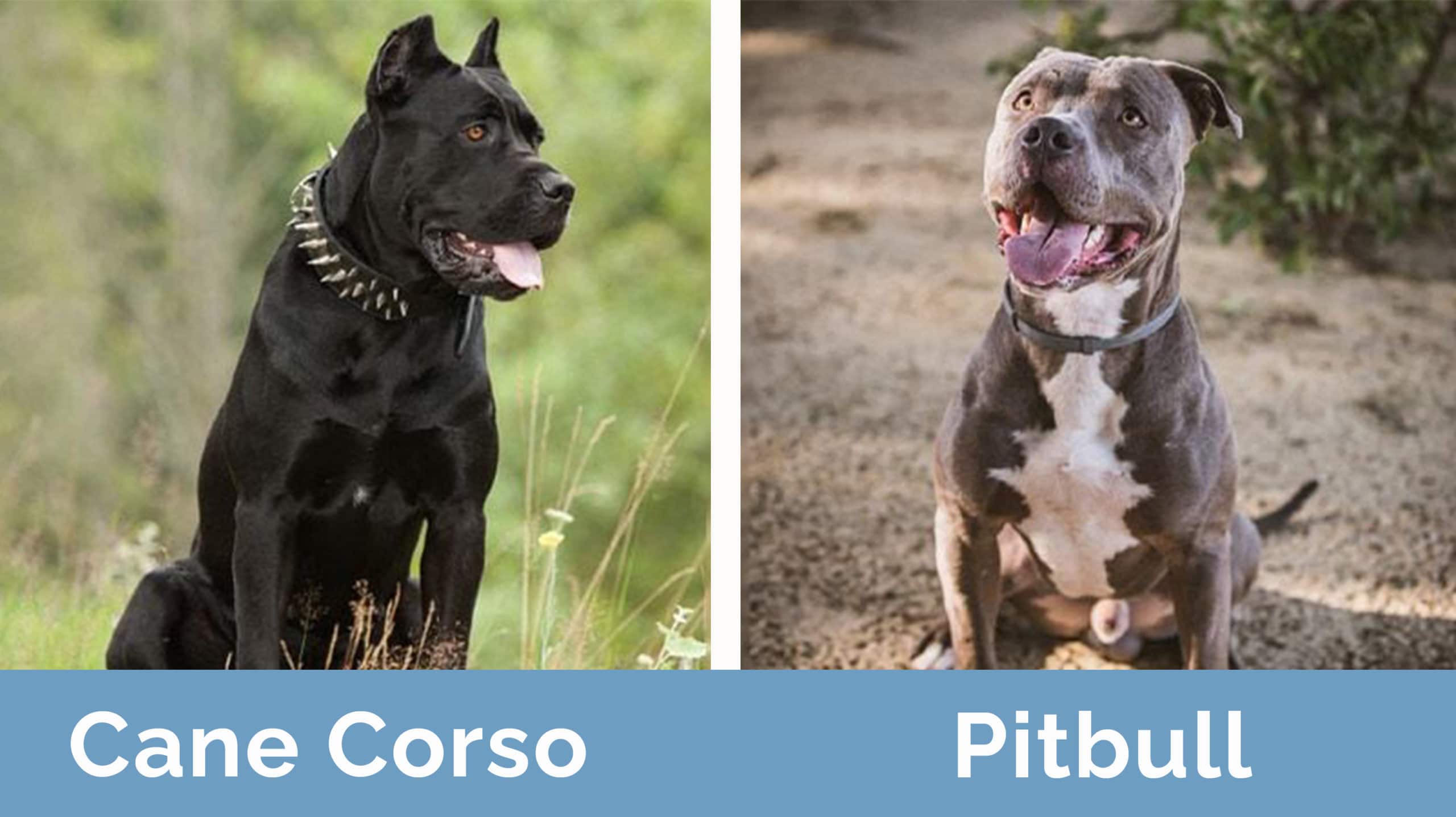 cane corso vs pitbull