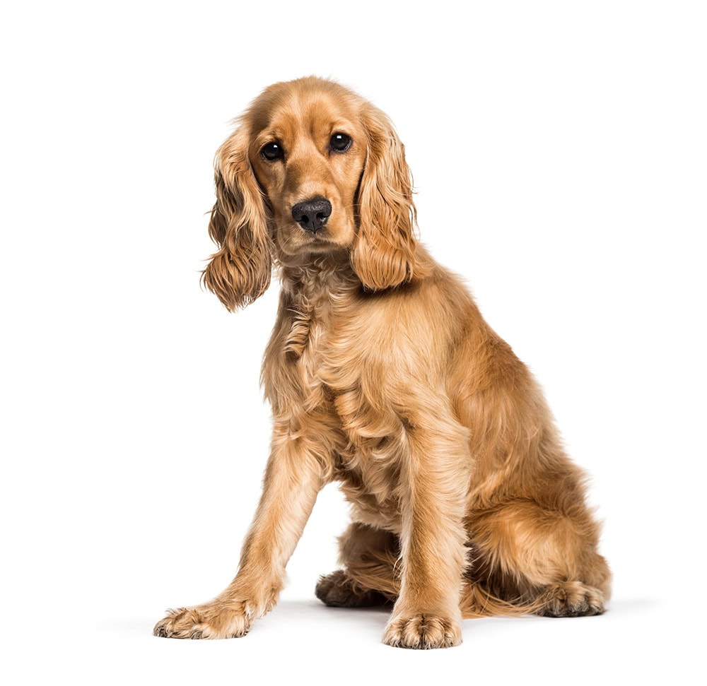 cocker spaniel dog with sport trim haircut