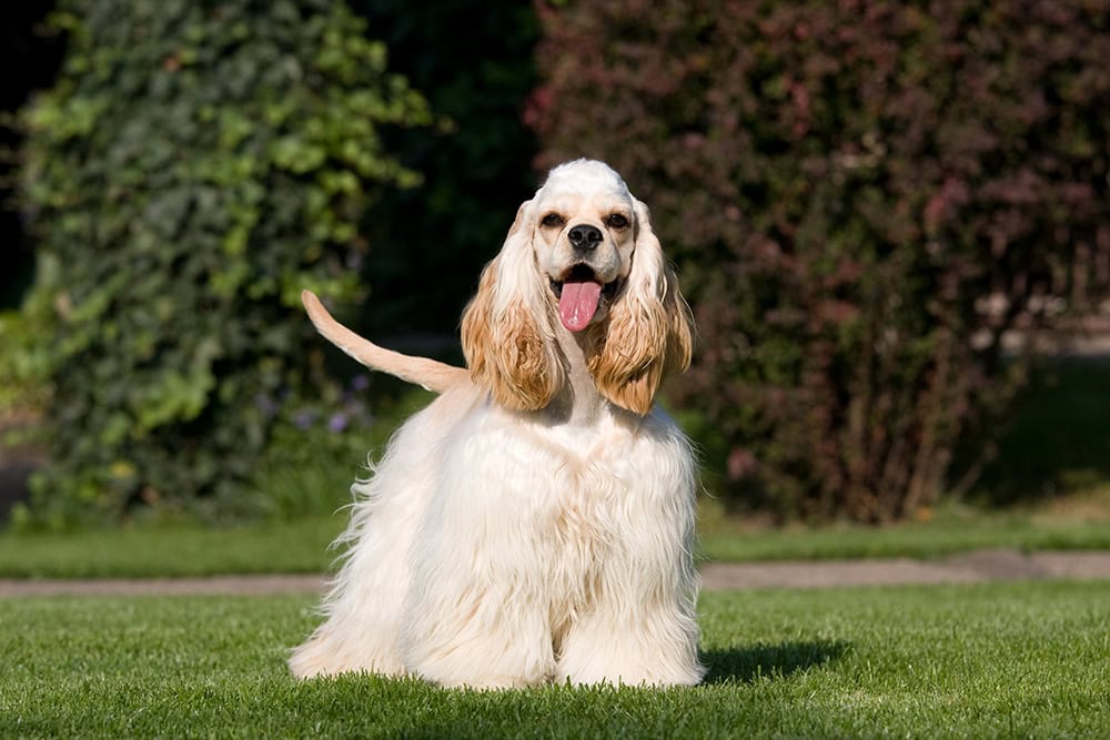 cream american cocker spaniel dog at the park