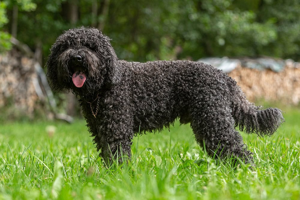 french barbet water dog in the park