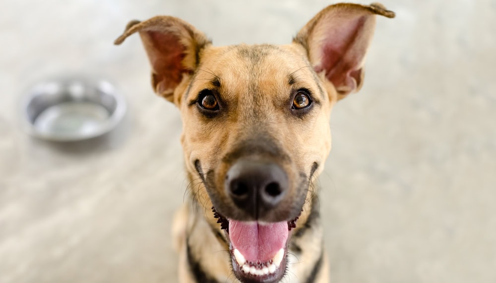 happy dog smiling