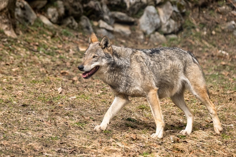 italian wolf