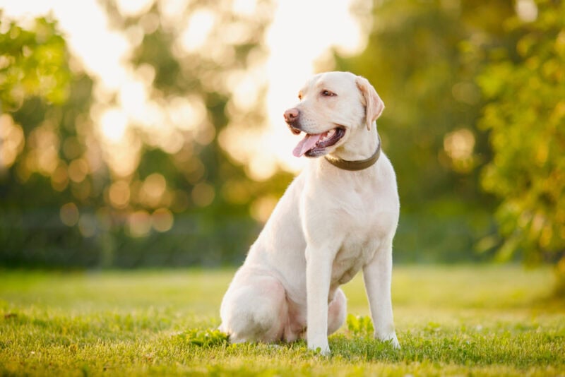 labrador retriever dog sitting on grass