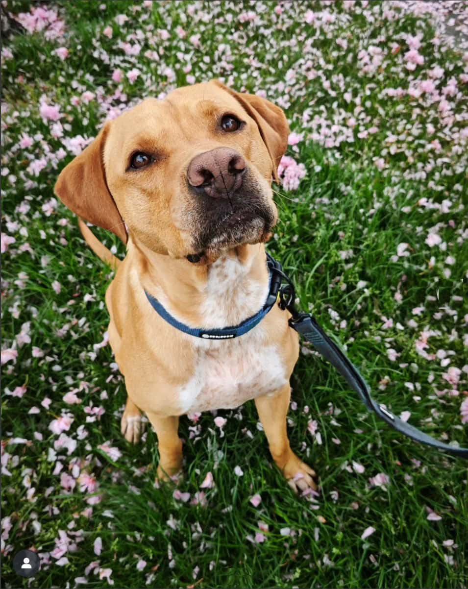 labrastaff sitting on a meadow
