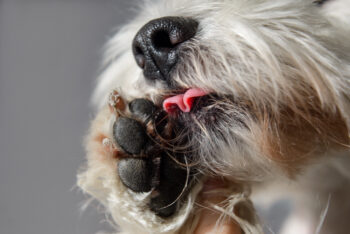 How to Stop a Dog from Licking Their Paws: 11 Vet-Approved Home