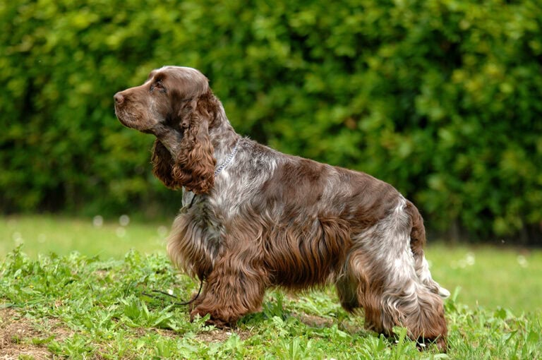 7 Cocker Spaniel Haircuts Grooming Styles With Pictures Hepper 