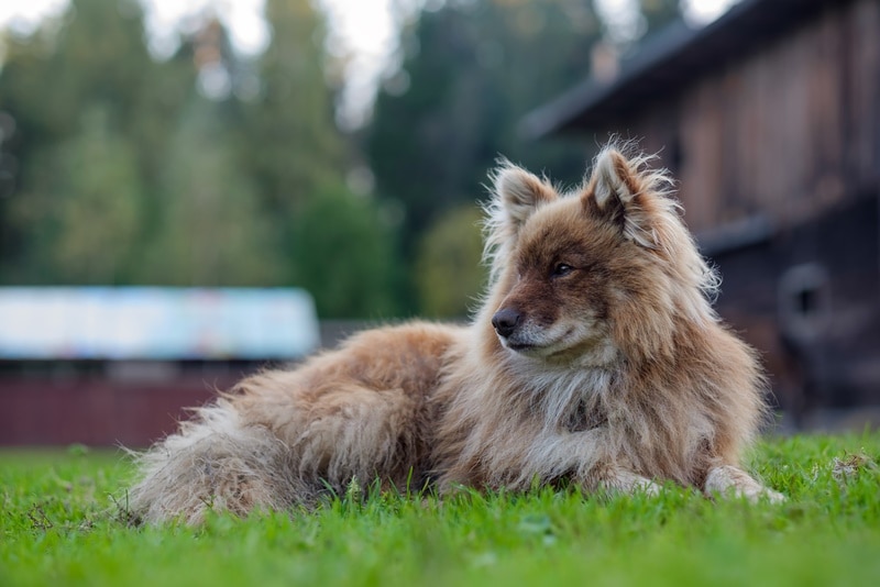 nenets herding laika dog