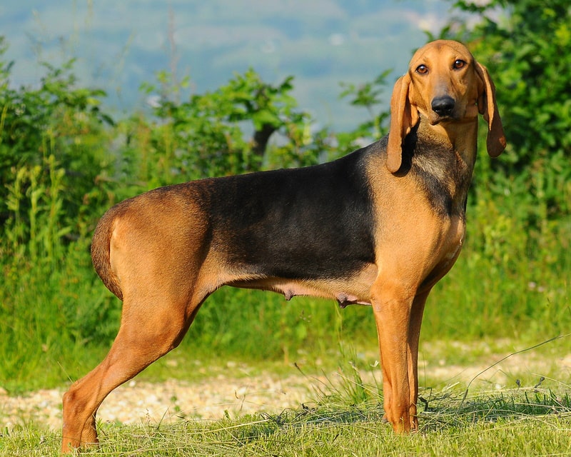 segugio italiano dog