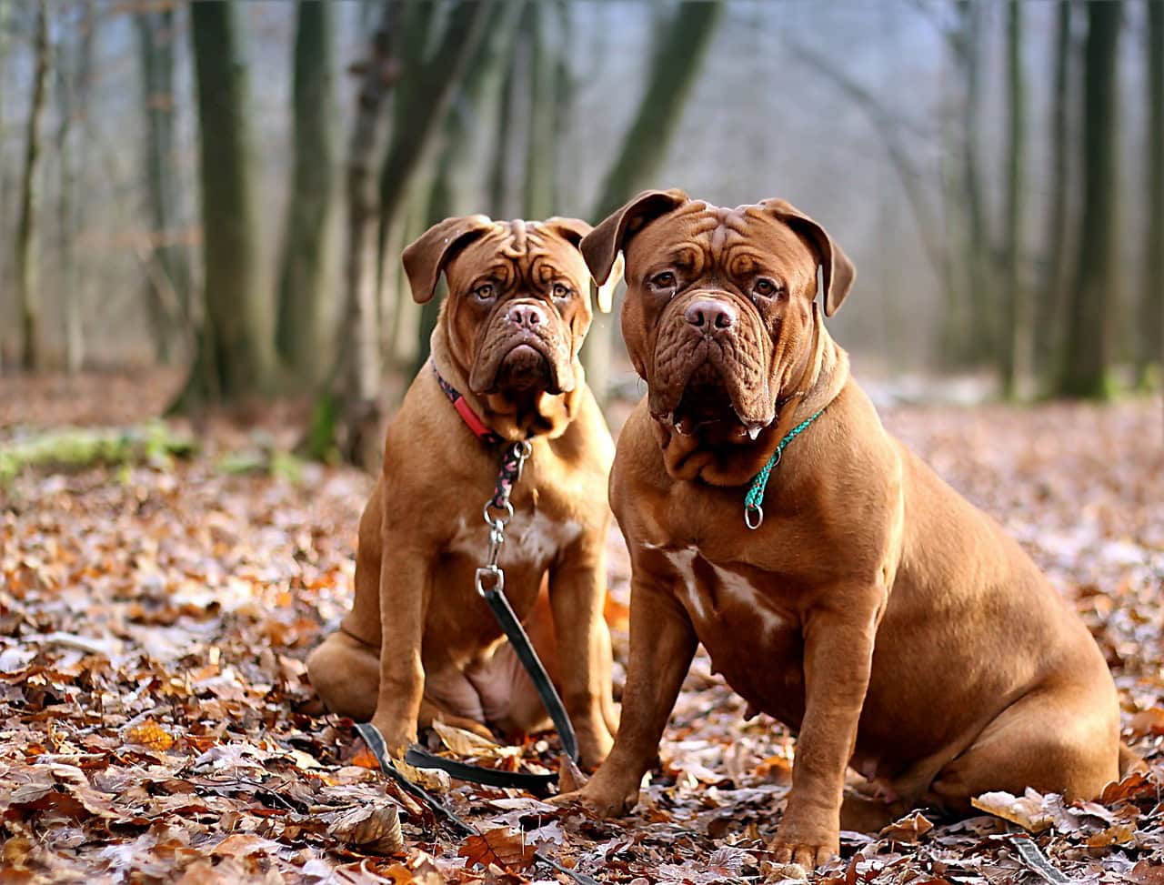 two dogue de bordeaux