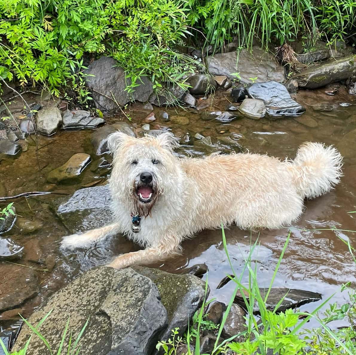 wheaten husky lying in the river