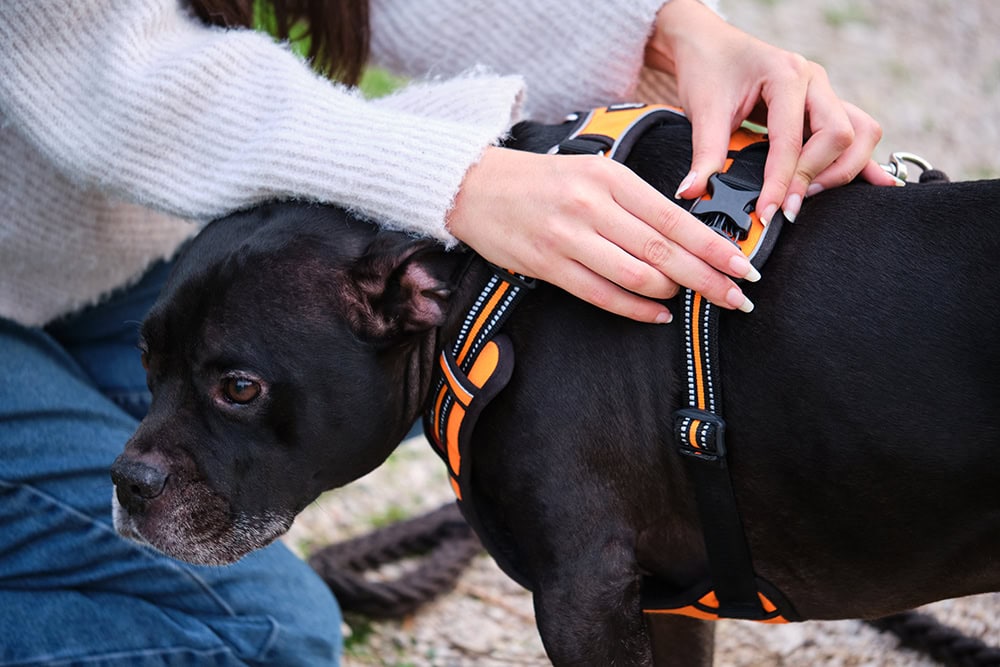 woman putting harness to french bulldog staffordshire mix dog