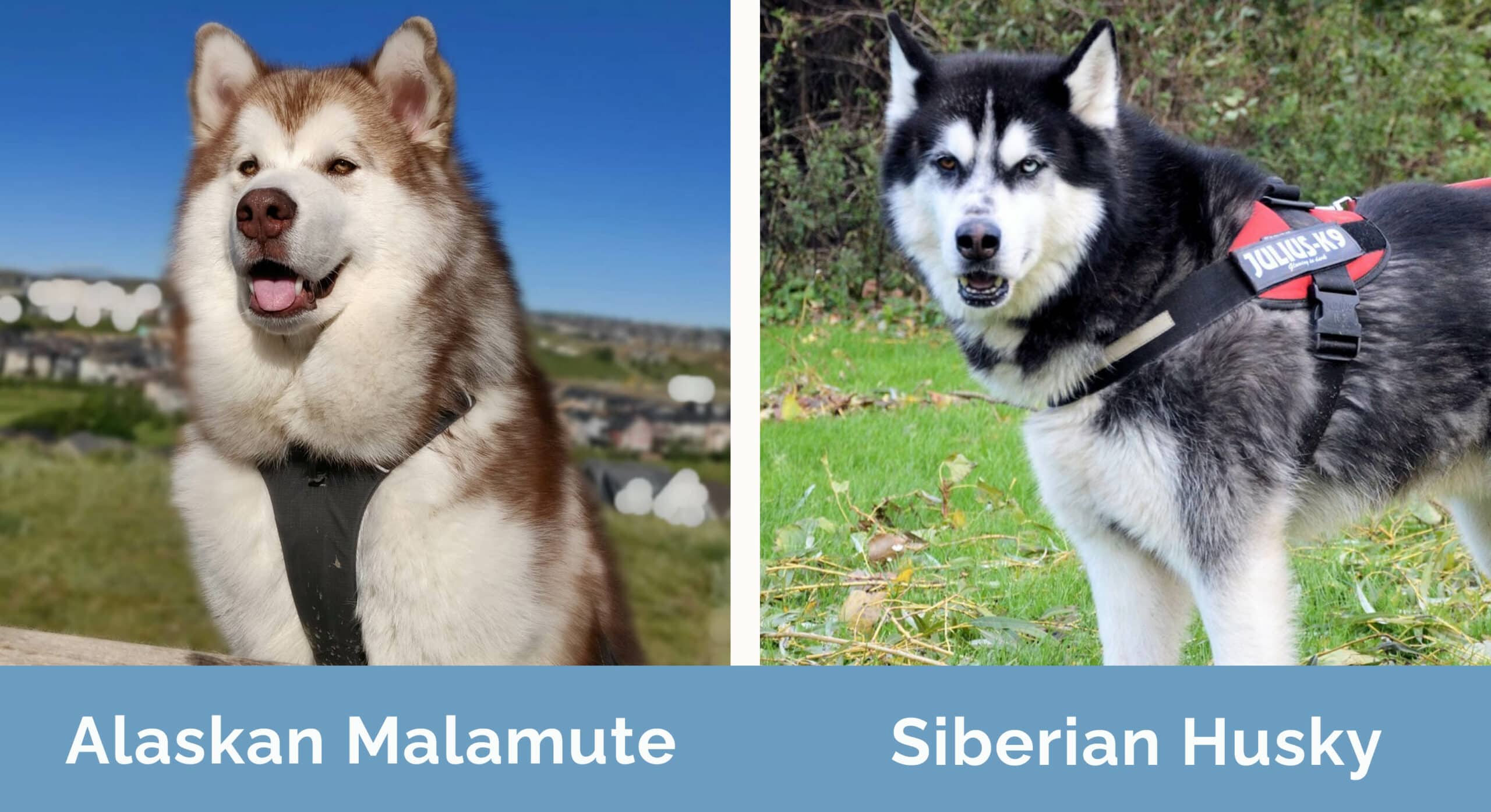 Alaskan Malamute vs Siberian Husky side by side