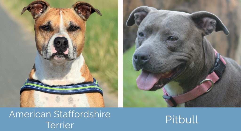 American Staffordshire Terrier vs Pitbull side by side