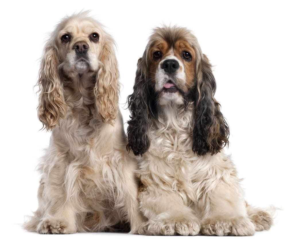 Brown, White, Tan Cocker Spaniel dogs