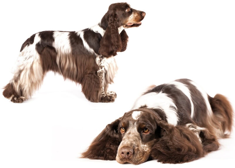 Brown and White Cocker Spaniel dogs