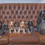 Cocker Spaniel dogs and puppies on the sofa