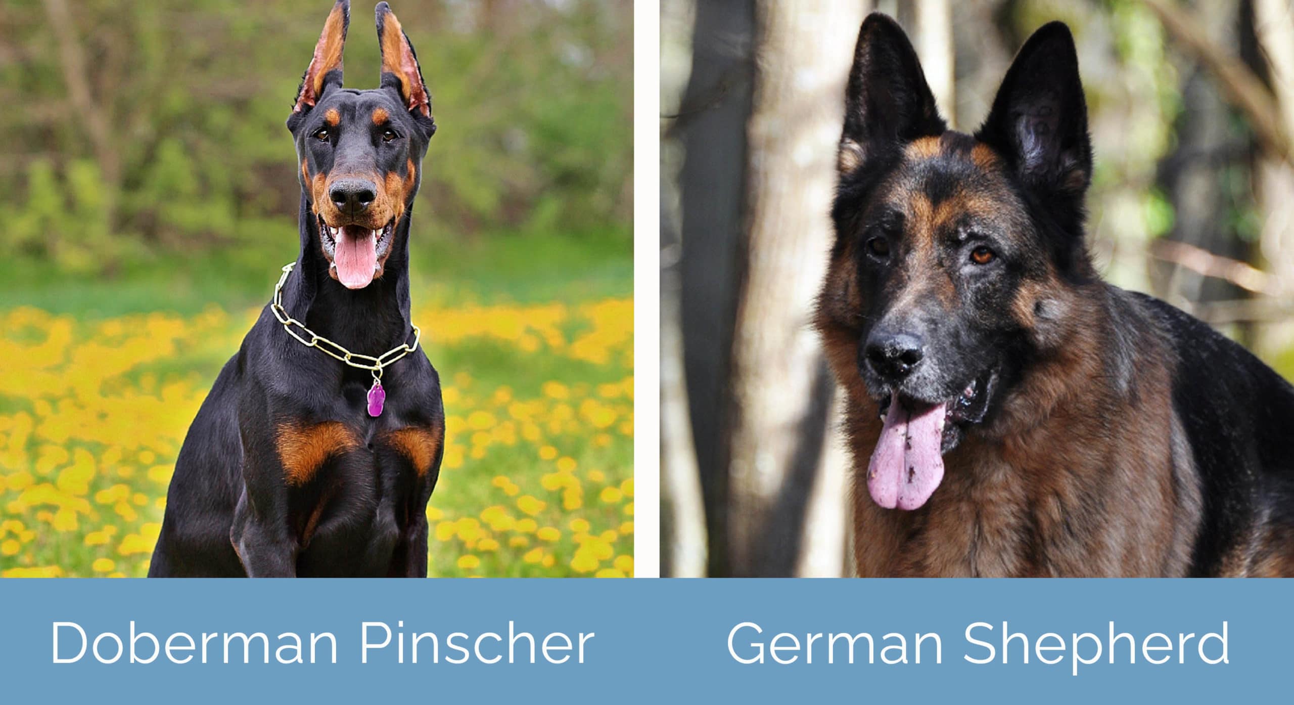 Doberman Pinscher vs German Shepherd side by side