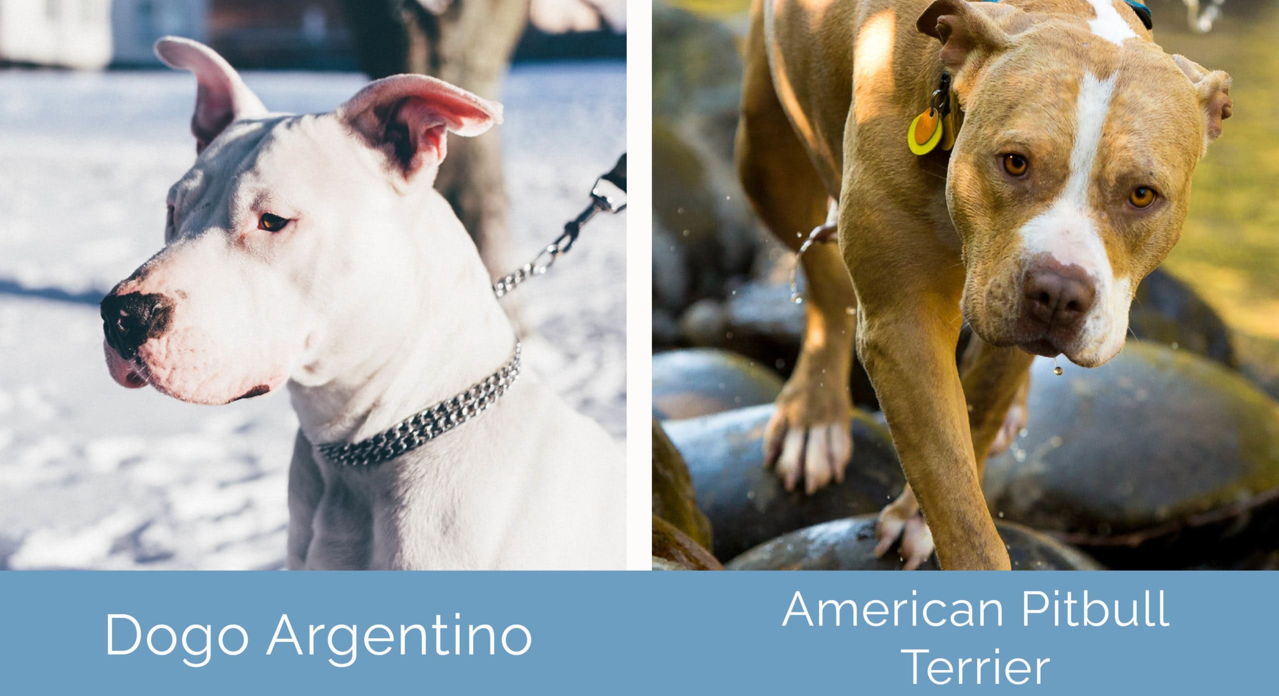 Dogo Argentino vs American Pitbull Terrier side by side