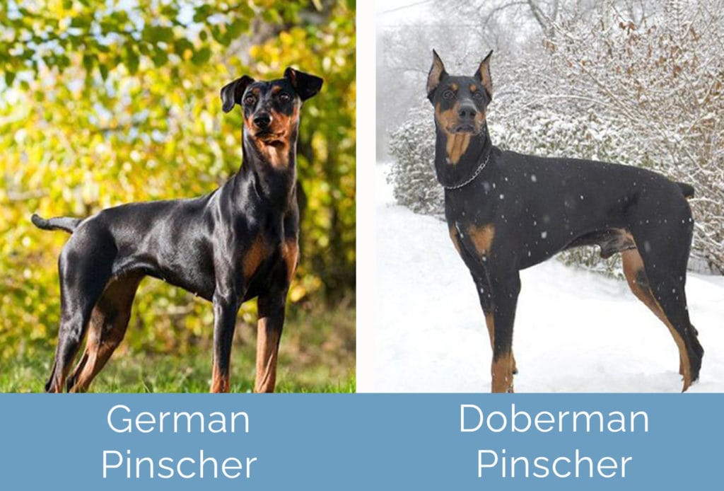 German Pinscher vs Doberman Pinscher side by side