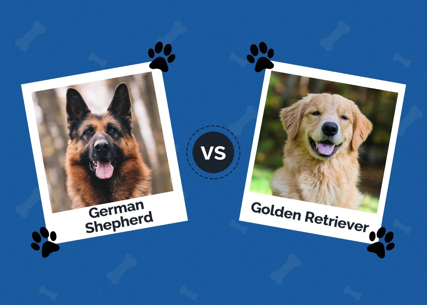 German Shepherd vs Golden Retriever - Featured Image