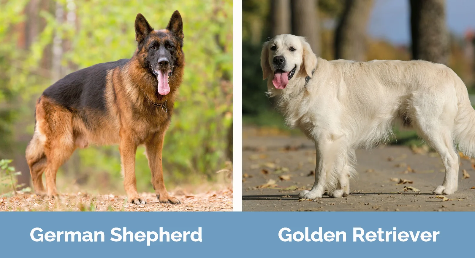German Shepherd vs Golden Retriever - Visual Differences