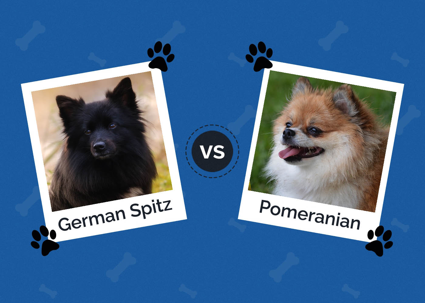 German Spitz vs Pomeranian