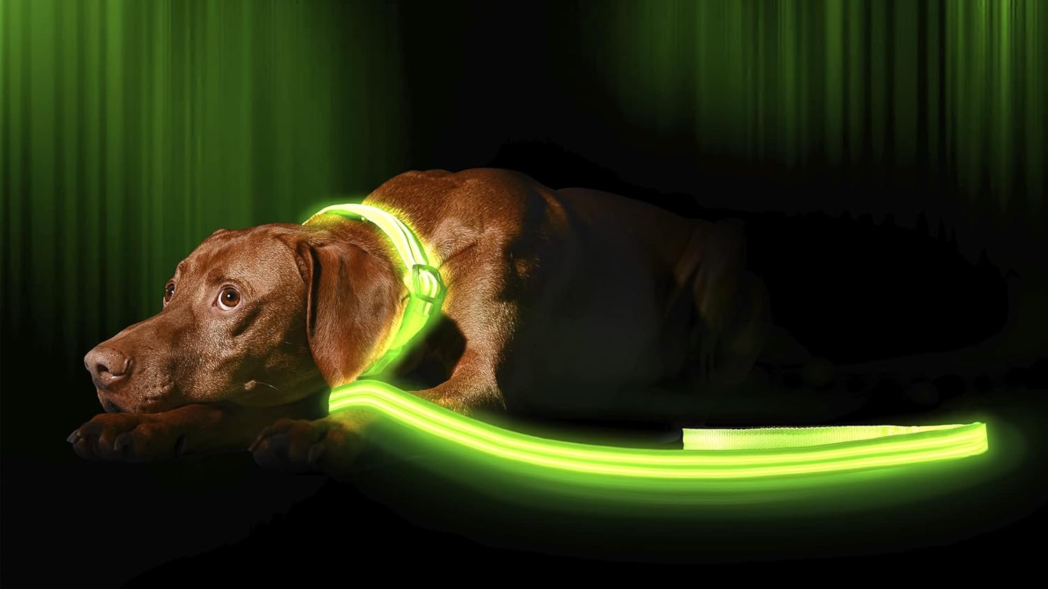 ILLUMISEEN LED Light Up Dog Leash