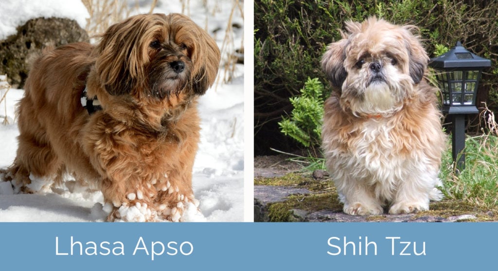Lhasa Apso vs Shih Tzu side by side