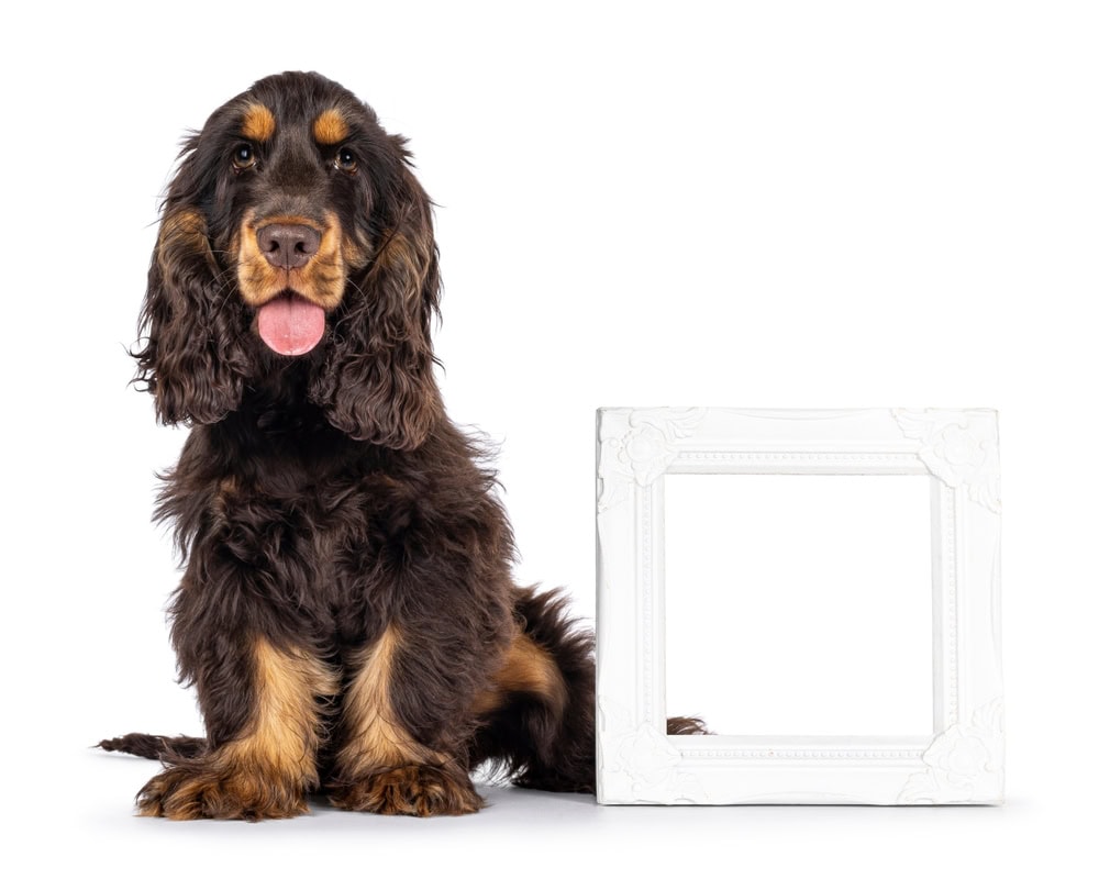 Liver and Tan Cocker Spaniel dog