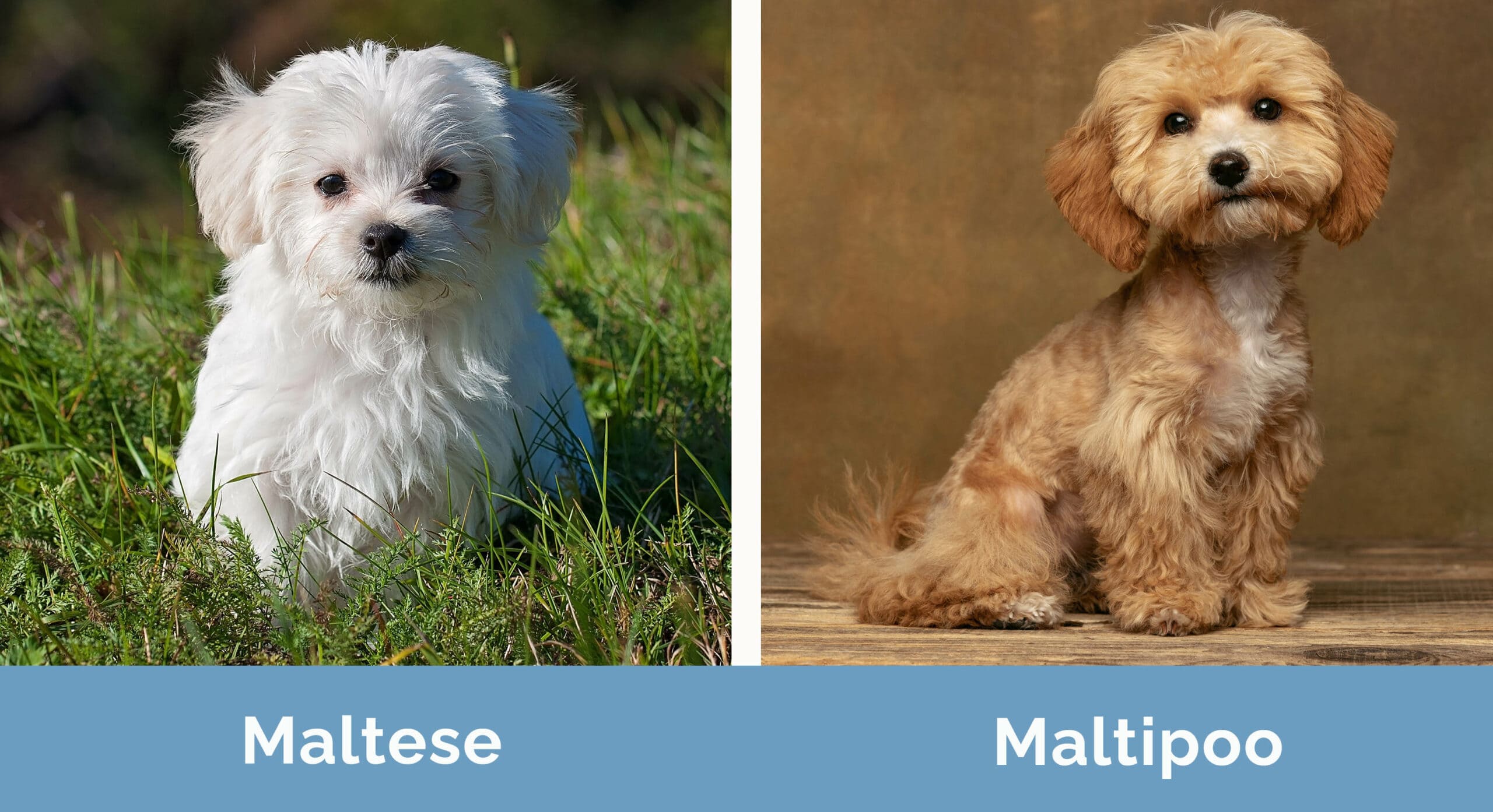 Maltese vs Maltipoo side by side