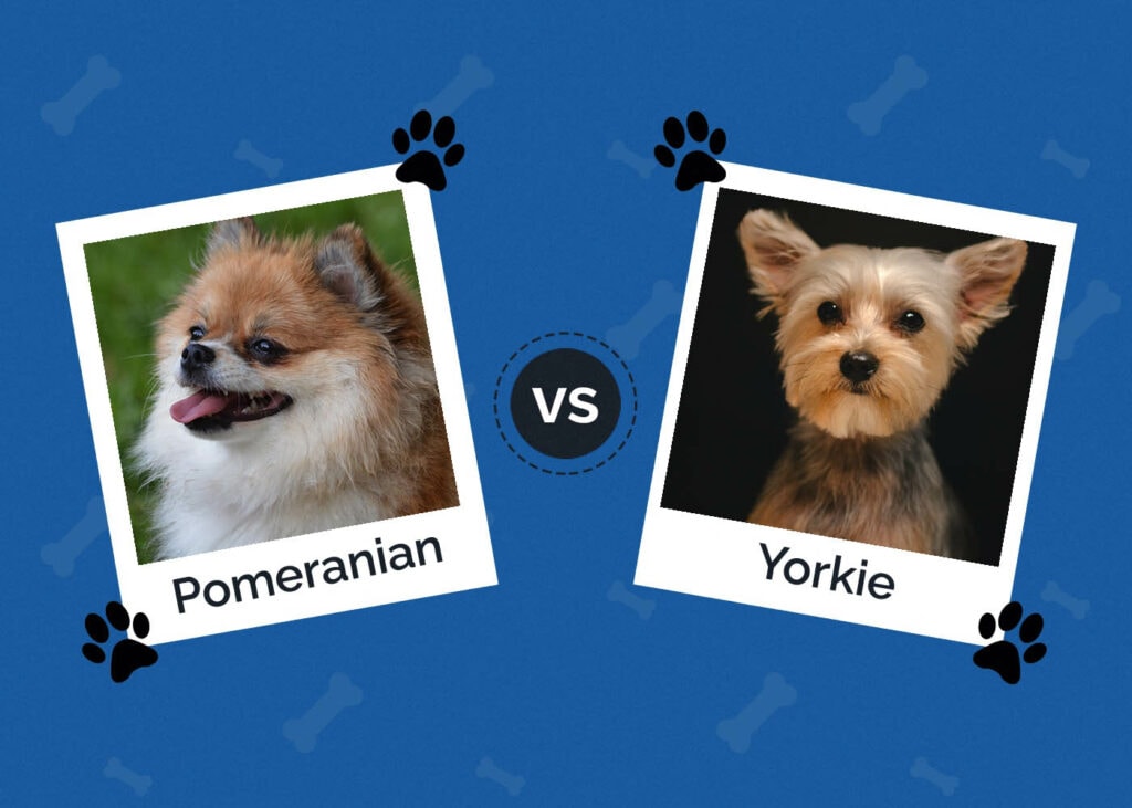 Pomeranian vs Yorkie