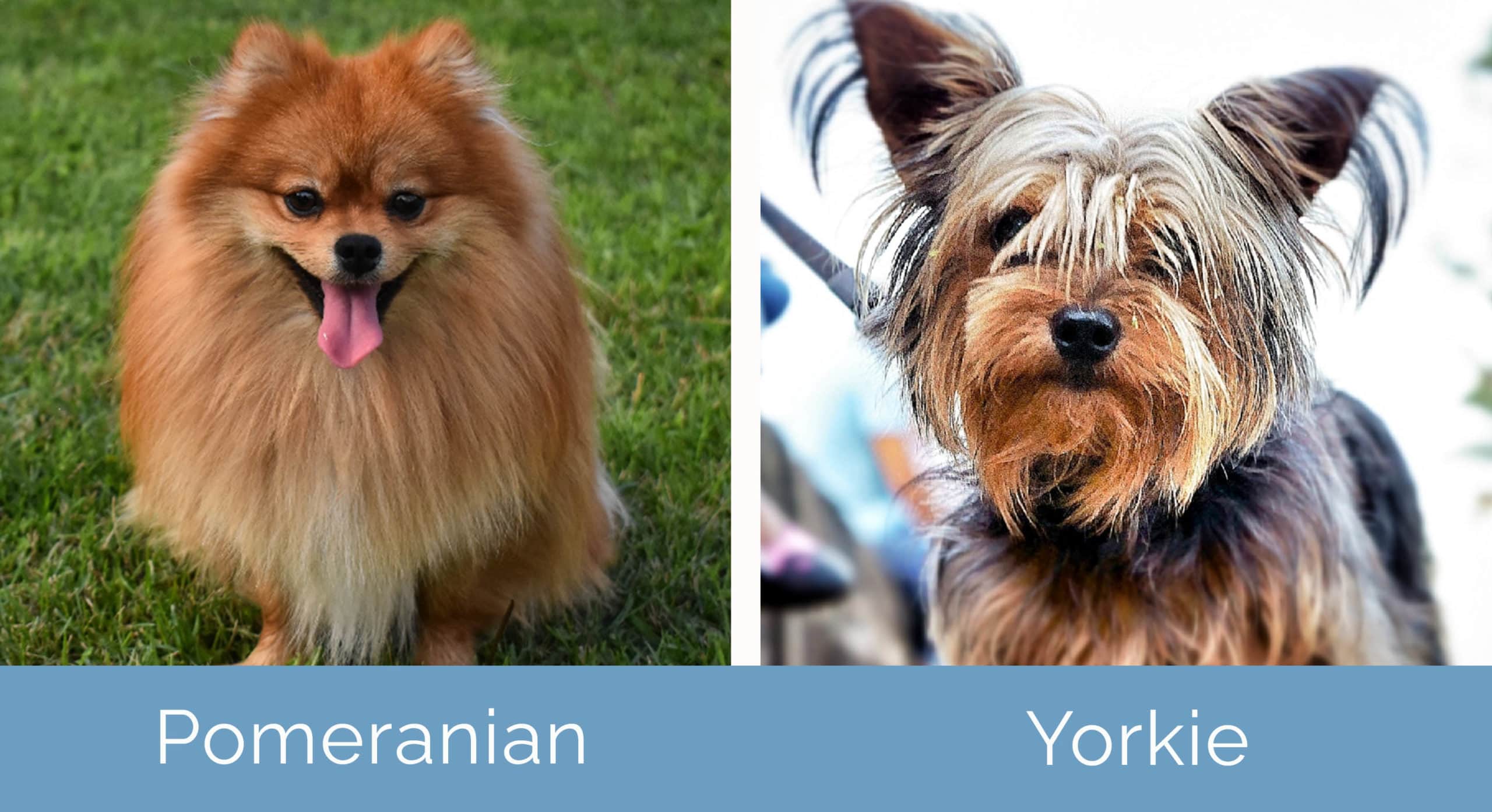 Pomeranian vs Yorkie side by side