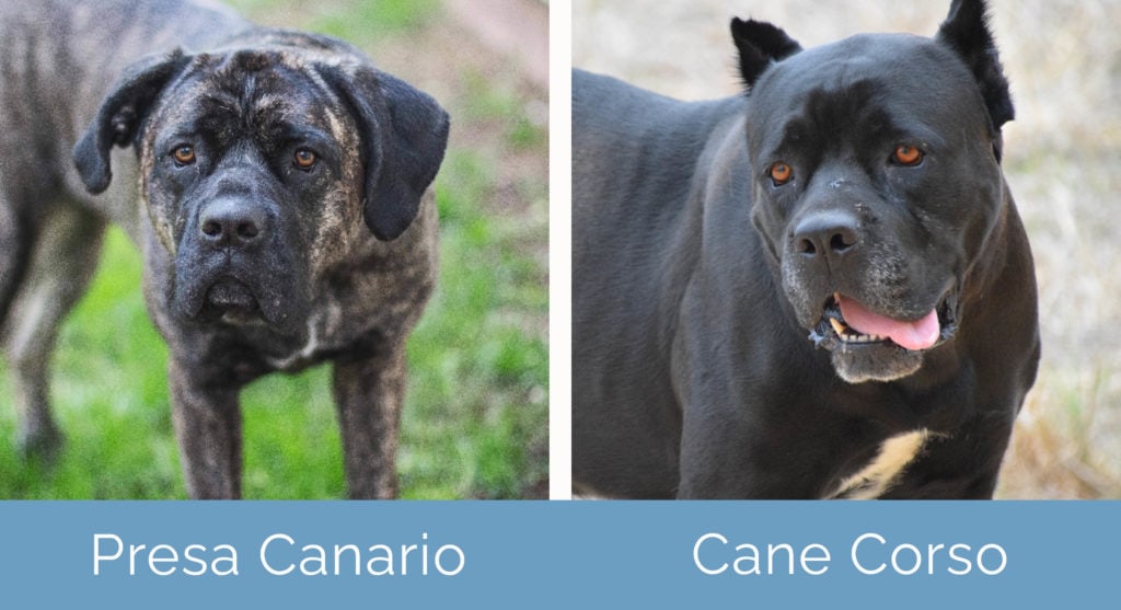 Presa Canario vs Cane Corso side by side