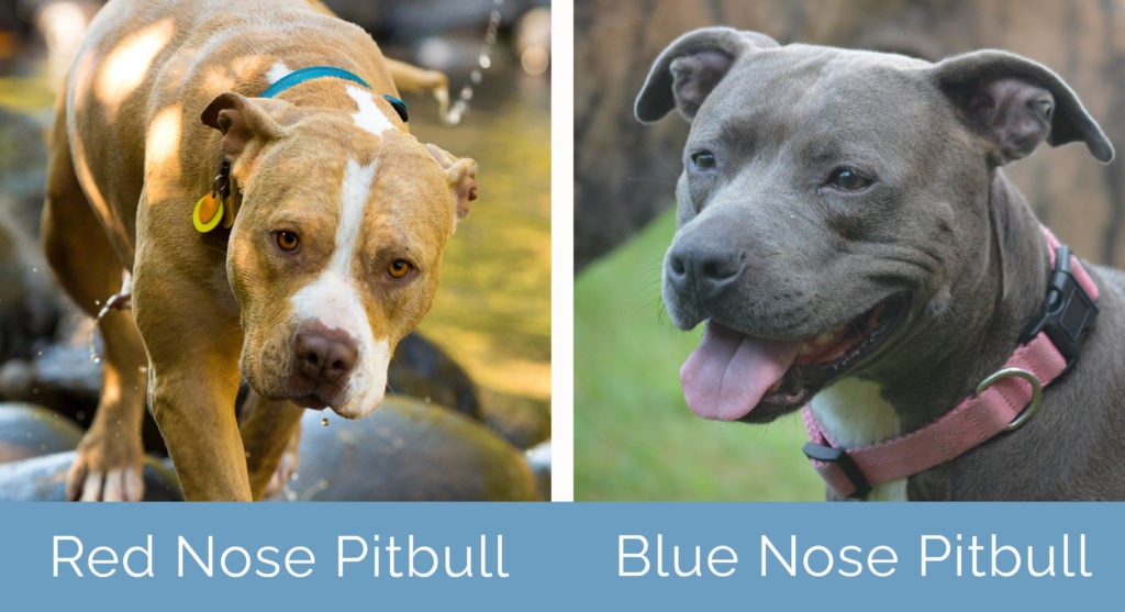 Red Nose vs Blue Nose Pitbull side by side