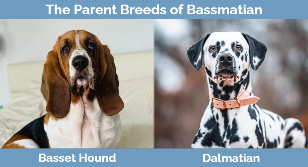 The parent breeds of Bassmatian