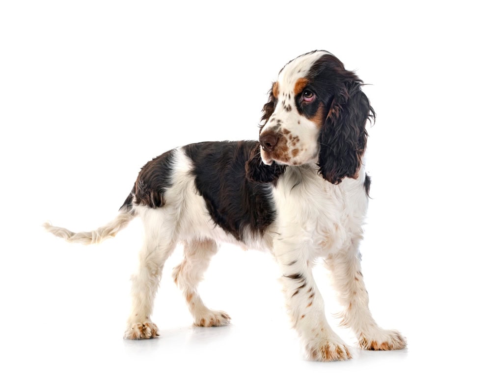 Ticking Pattern Cocker Spaniel puppy