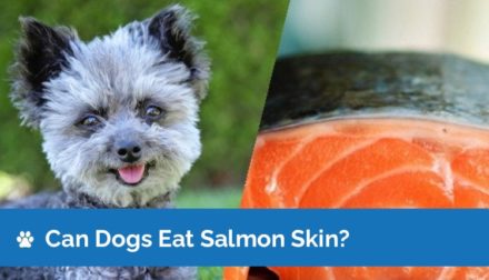 Can Dogs Eat Salmon Skin? Vet Approved Facts Hepper Pet Resources