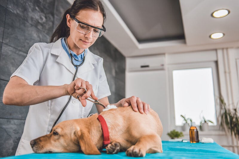 Cleaning dog injury, dog at vet, wound care