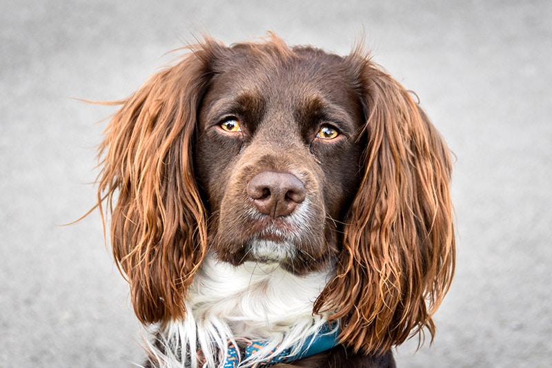 close up liver, tan and white cocker spaniel dog