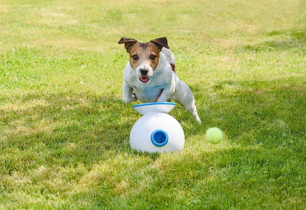 Dog playing with ball launcher