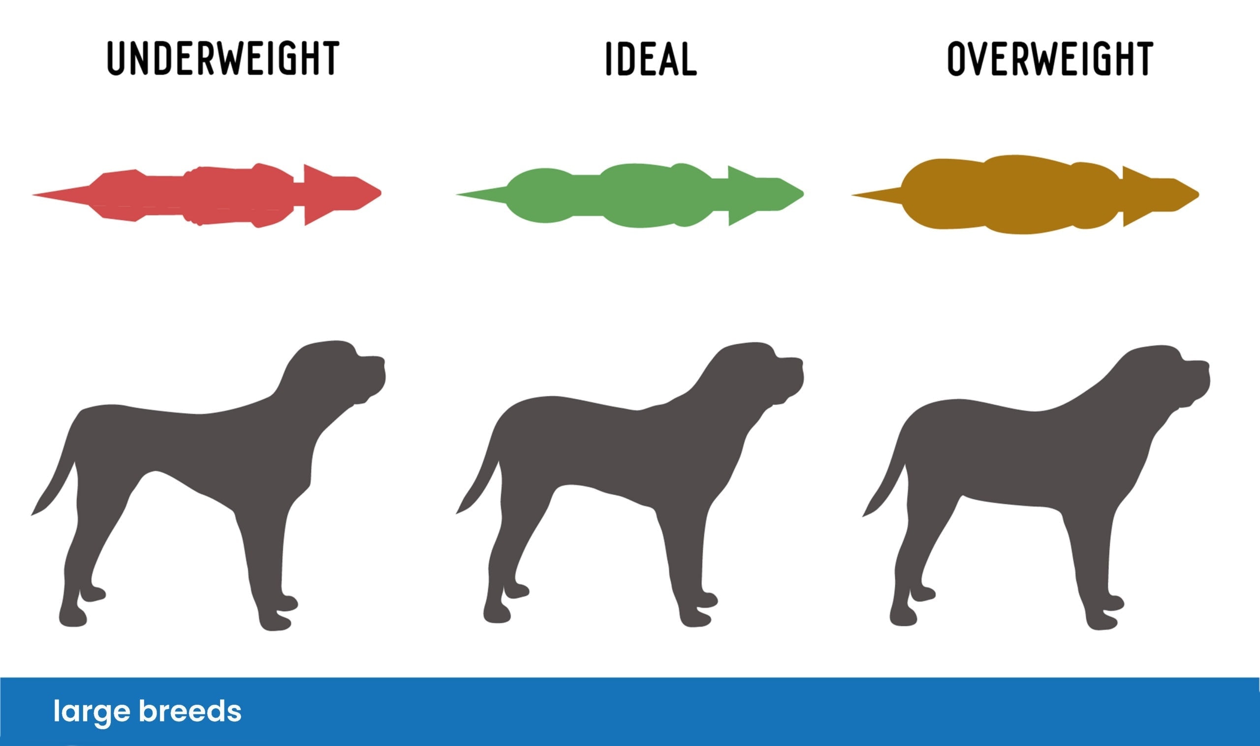 large_breeds_body_measures