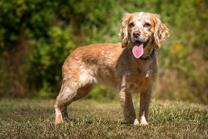 lemon roan cocker spaniel dog standing outdoor