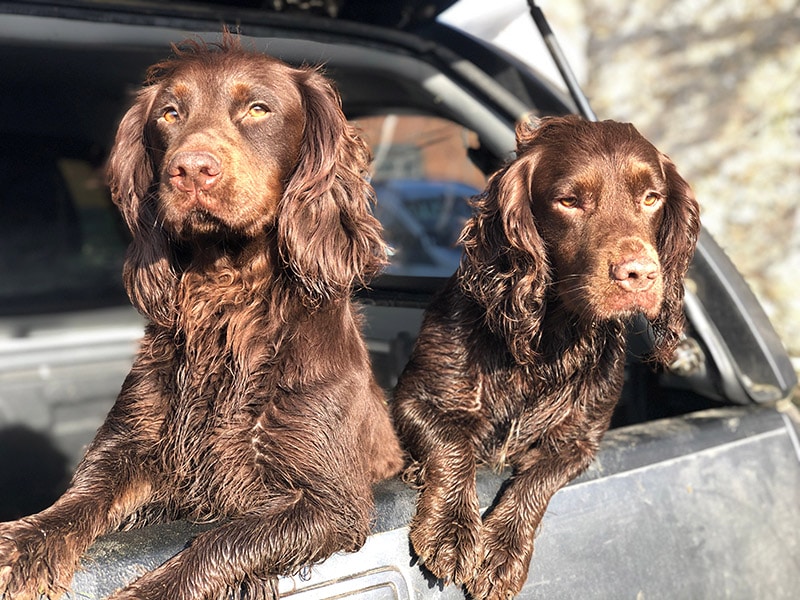 liver and tan cocker spaniel dogs