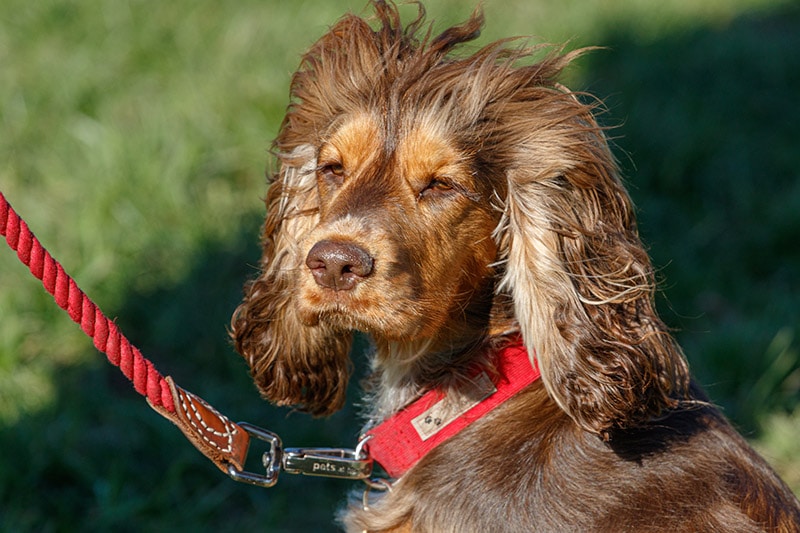 liver roan and tan cocker spaniel dog on a windy day