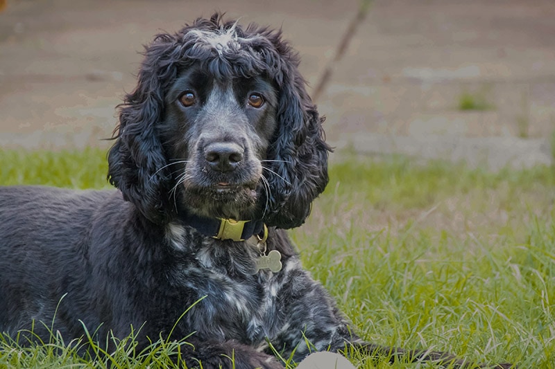 Male Blue Roan Cocker Spaniel dog lying on the grass